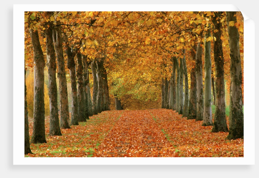 Sycamore Trees in Autumn by Anonymous