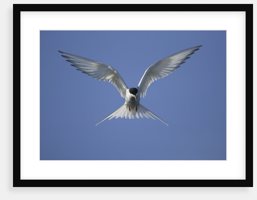 Arctic Tern in Flight by Anonymous