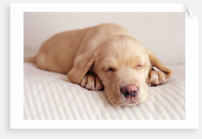 Sleeping Labrador Puppy by Anonymous