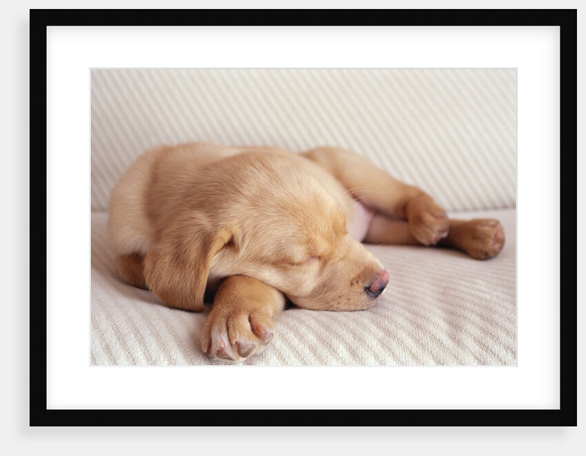 Sleeping Labrador Puppy by Anonymous