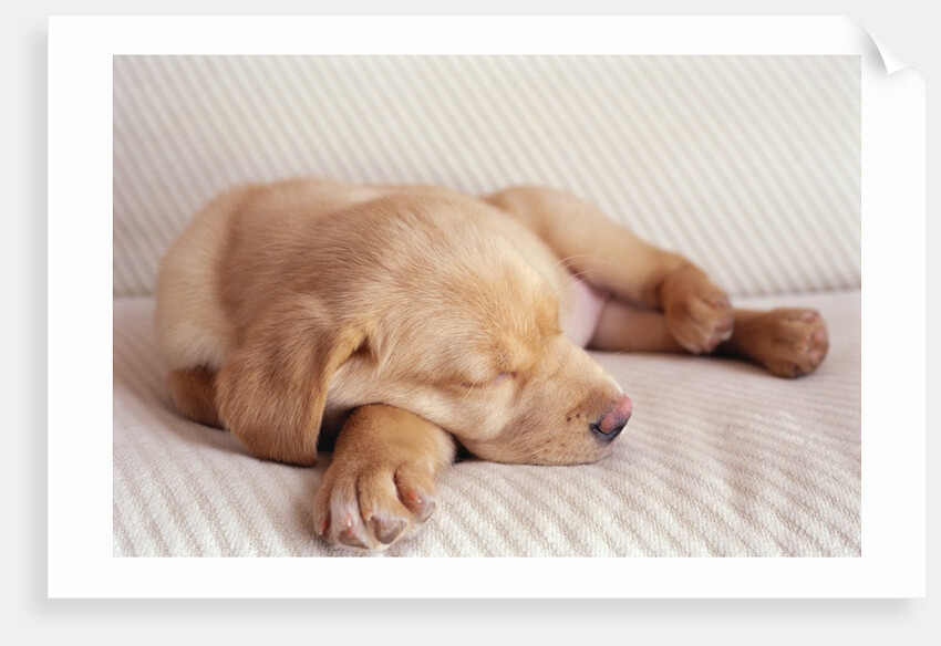 Sleeping Labrador Puppy by Anonymous
