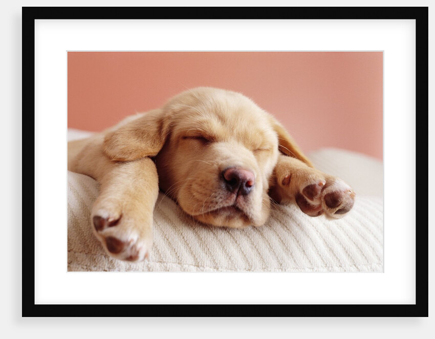 Sleeping Labrador Puppy by Anonymous