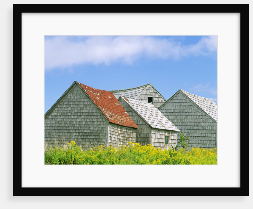 Row of Old Shingle Barns in Field by Anonymous