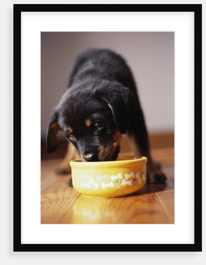 Puppy Eating from Bowl by Anonymous