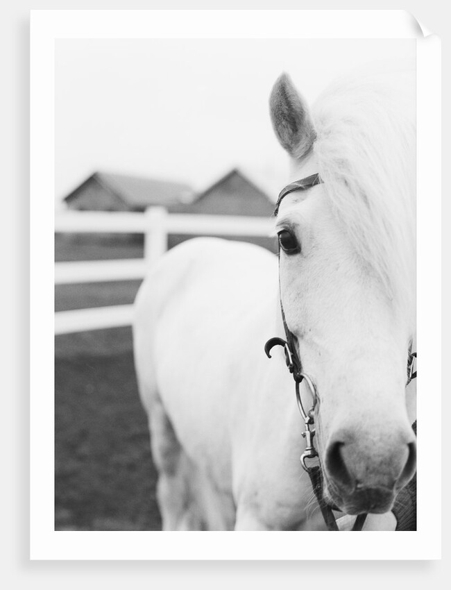 Horse Wearing Bridle by Anonymous