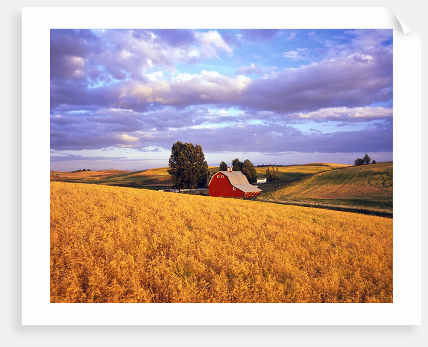 Barn Surrounded by Fields by Anonymous