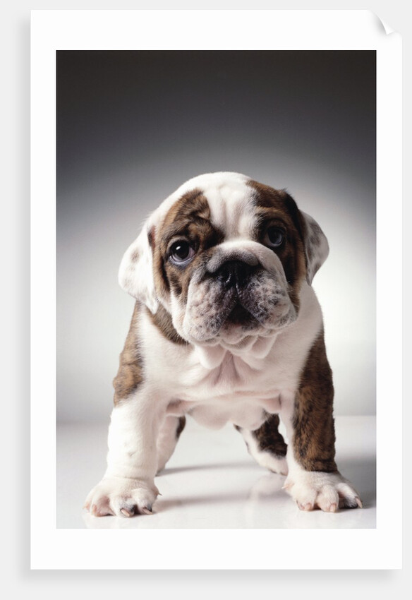 English Bulldog Puppy by Anonymous