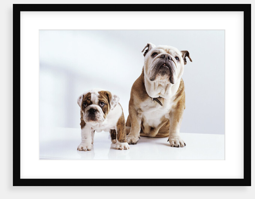 English Bulldog with Puppy by Anonymous