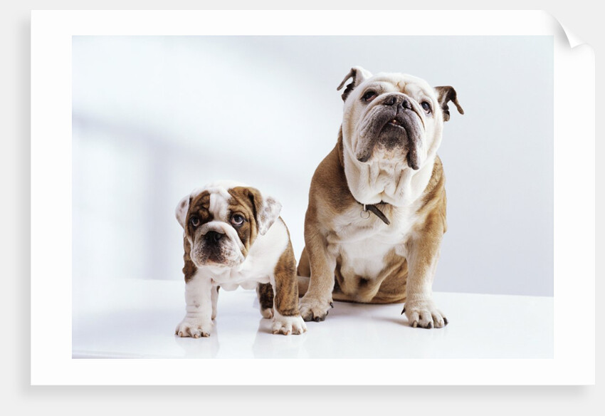 English Bulldog with Puppy by Anonymous