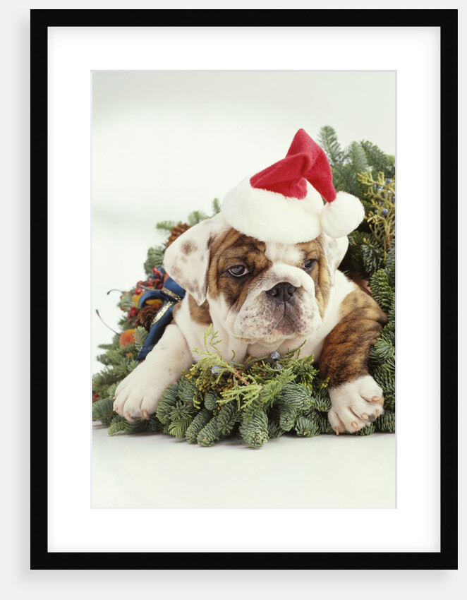 Bulldog Wearing Santa Claus Hat by Anonymous