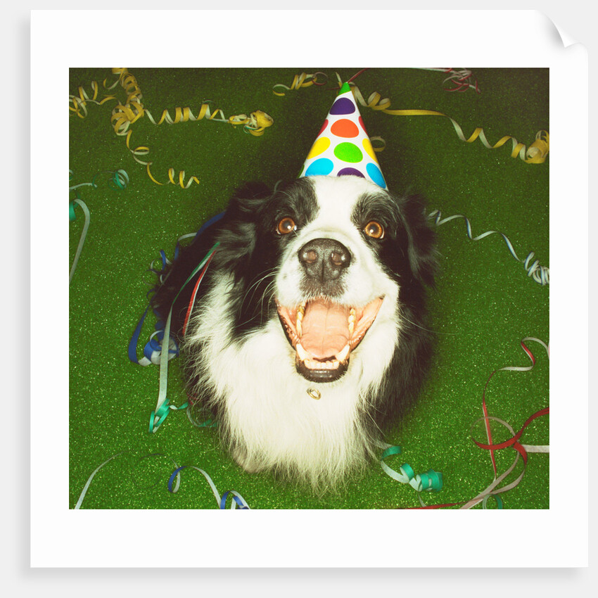Dog Wearing Party Hat by Anonymous