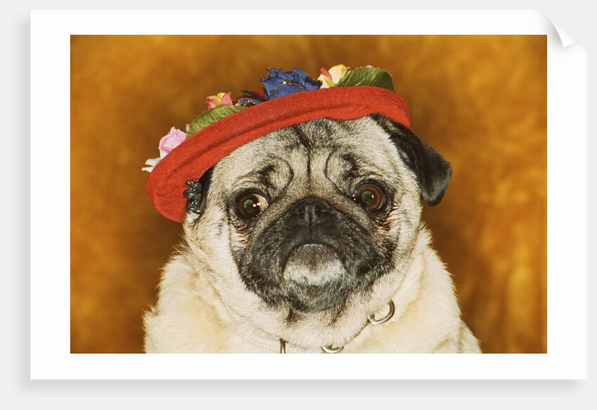 Pug Wearing Floral Hat by Anonymous