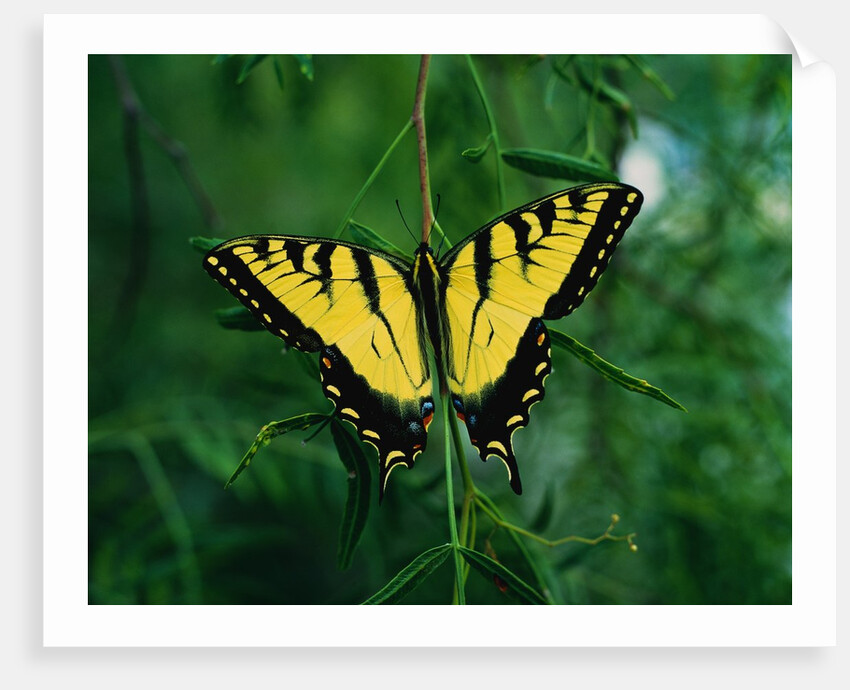 Tiger Swallowtail Butterfly by Anonymous