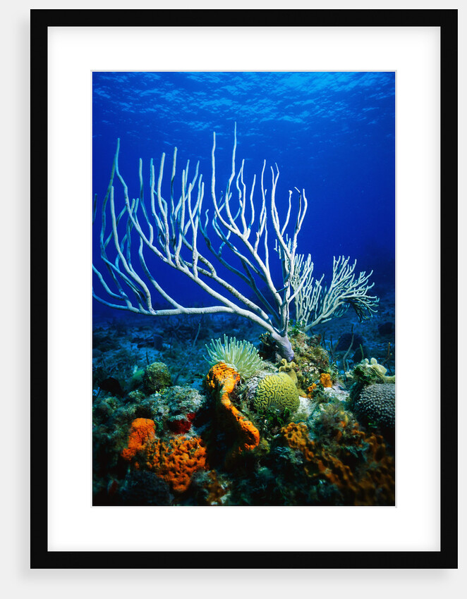 Corals, Sponges, Sea Anemones, and Sea Fans by Anonymous