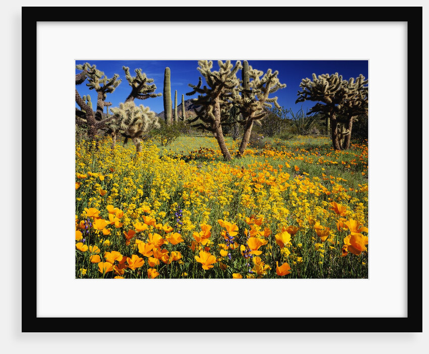 Blooming Mexican Gold Poppies Surrounding Saguaro Cacti by Anonymous