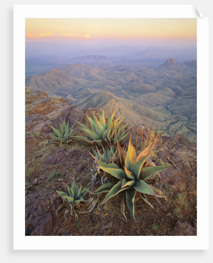 Agaves Growing in Chisos Mountains by Anonymous