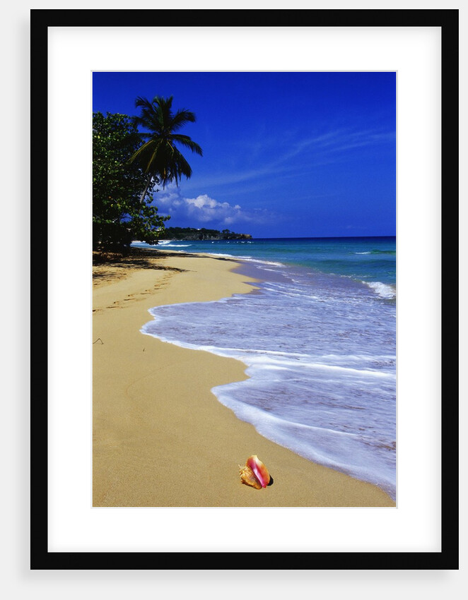Conch Shell on Playa Grande Beach by Anonymous