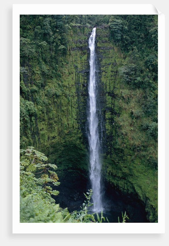 Akaka Falls by Anonymous