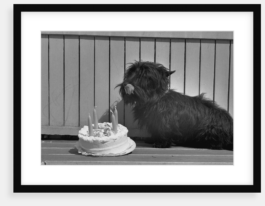 Fala Roosevelt on His Fourth Birthday by Anonymous