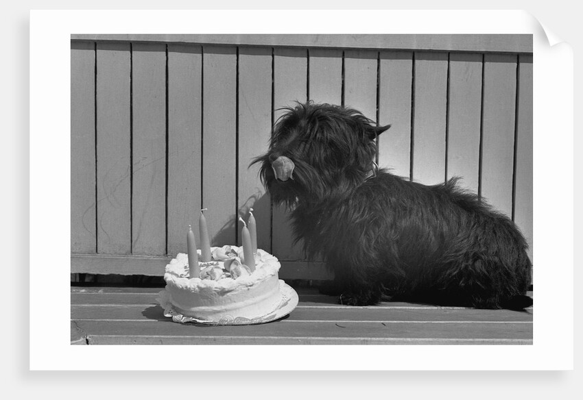 Fala Roosevelt on His Fourth Birthday by Anonymous