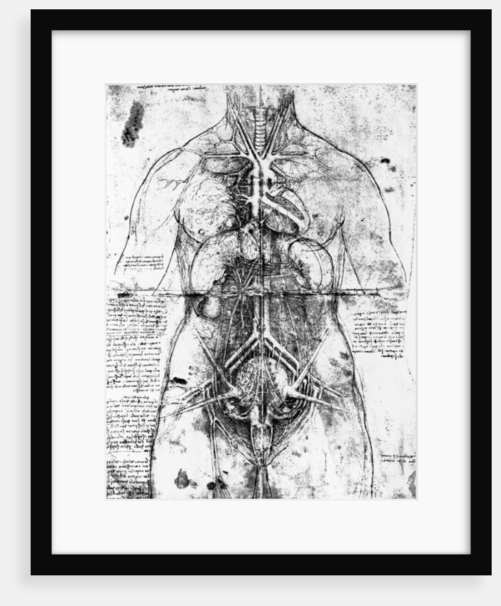Drawing of an anatomical study by Leonardo da Vinci