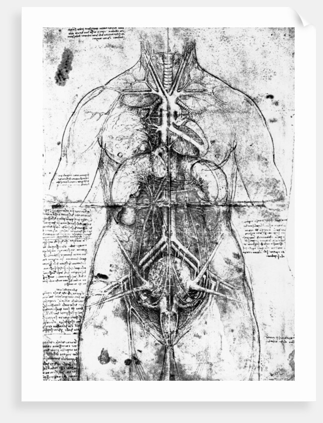 Drawing of an anatomical study by Leonardo da Vinci