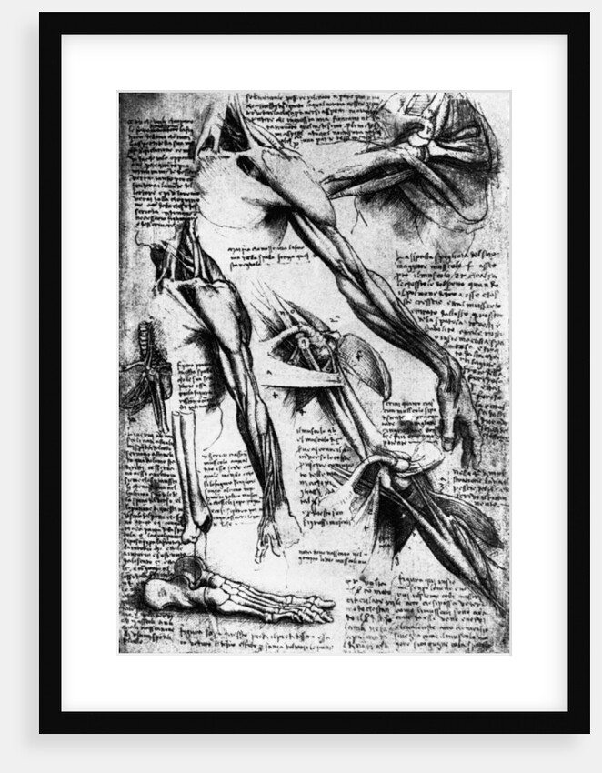 Drawing Studies of Arms, Hands, and Feet by Leonardo da Vinci