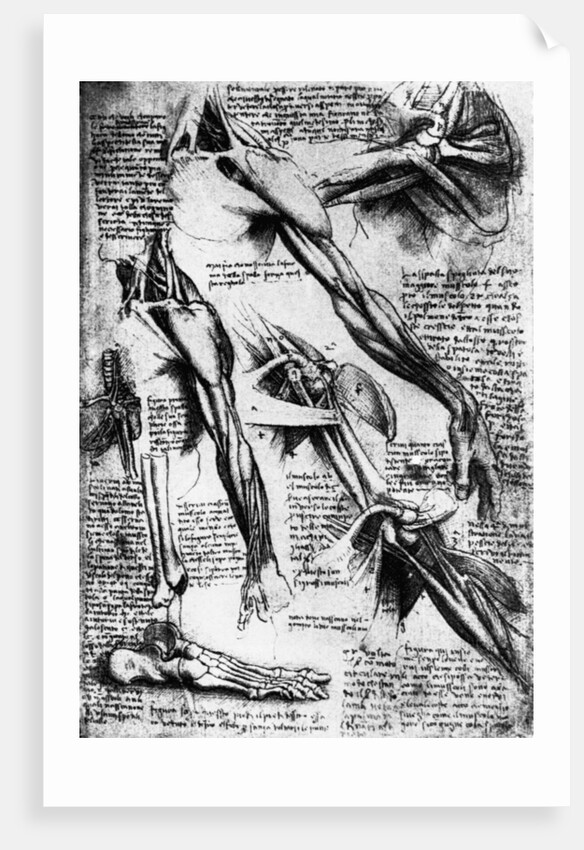 Drawing Studies of Arms, Hands, and Feet by Leonardo da Vinci