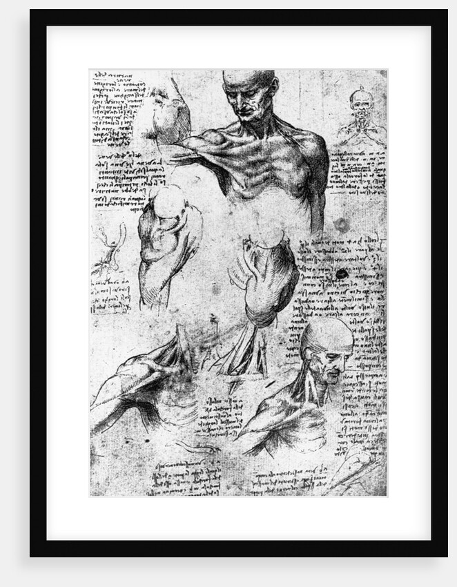 Drawing of anatomical studies by Leonardo da Vinci