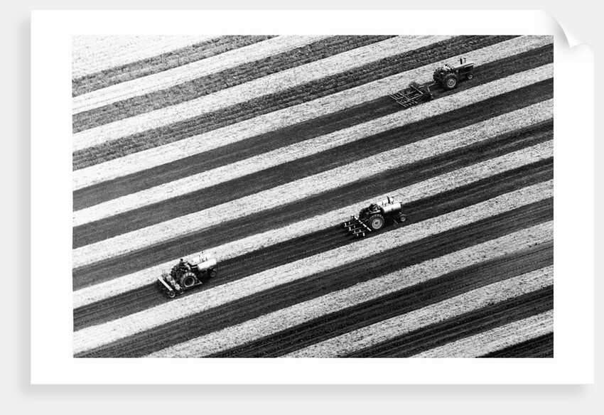 Aerial View Of Skip-Row Planting by Anonymous