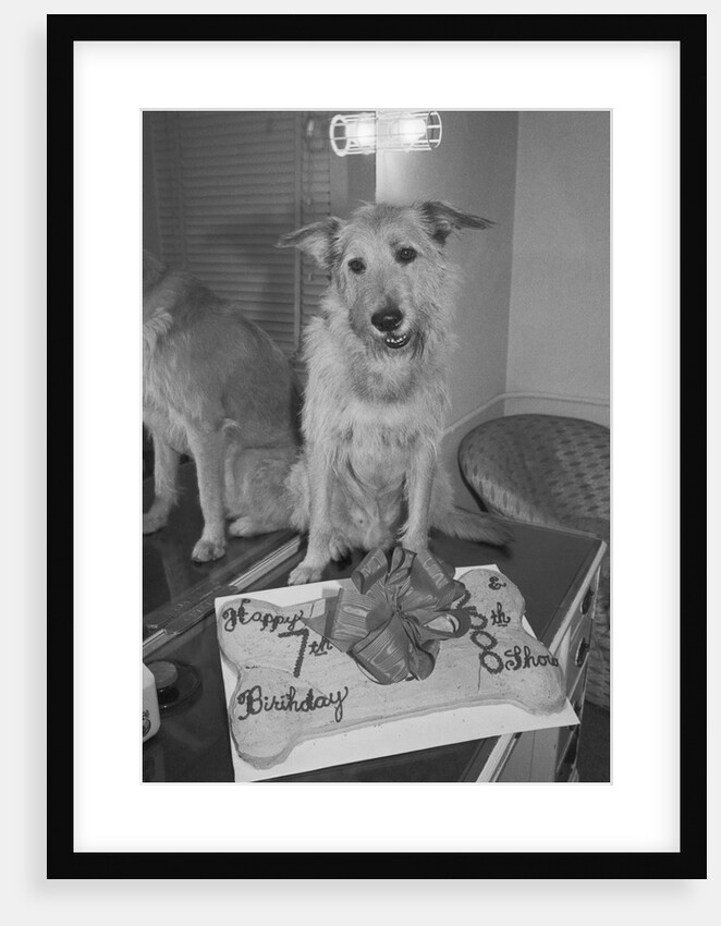 Sandy the Dog, from "Annie" by Anonymous