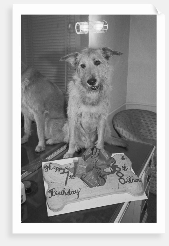 Sandy the Dog, from "Annie" by Anonymous
