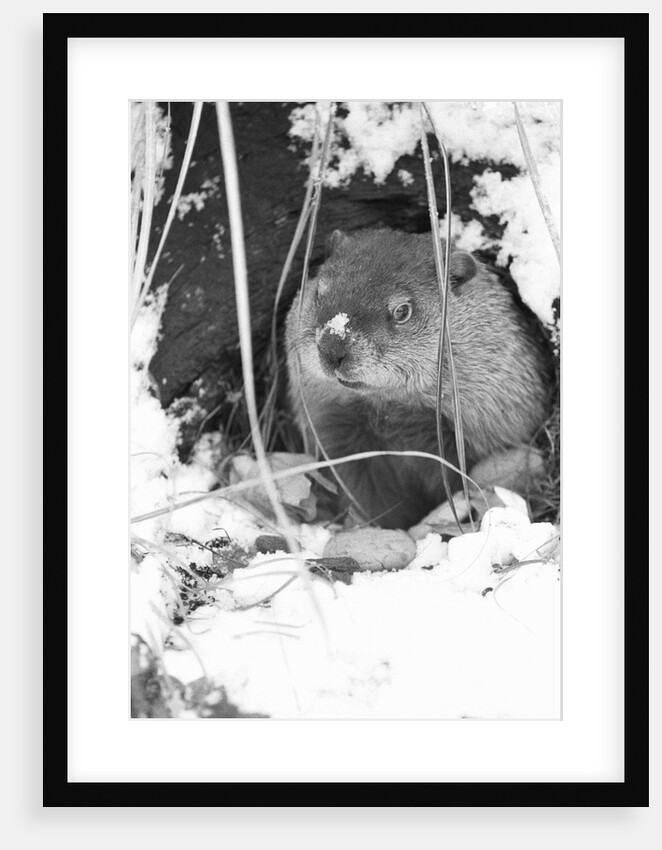 Peanut the Groundhog Looking Out of Burrow by Anonymous