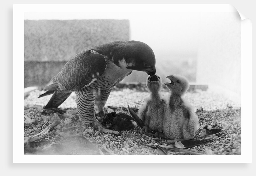 Peregrine Falcon Feeding Her Chicks by Anonymous