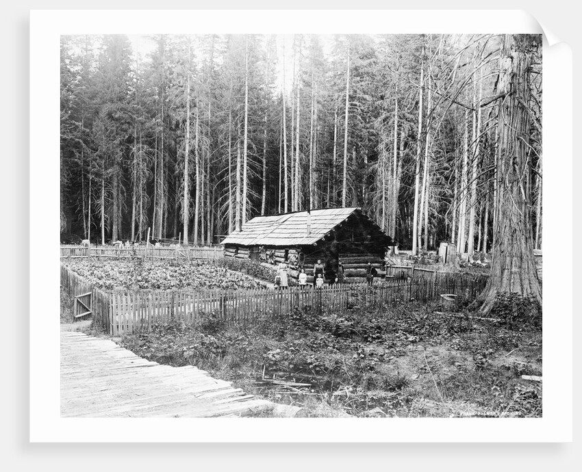 Homesteader In Home In Forest by Anonymous
