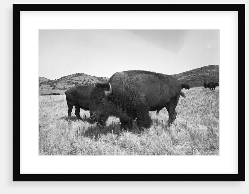 Bison in Wildlife Refuge by Anonymous