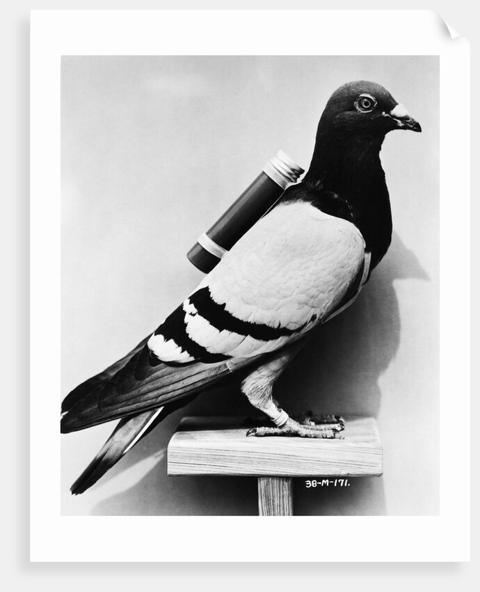 U.S. Army Carrier Pigeon by Anonymous