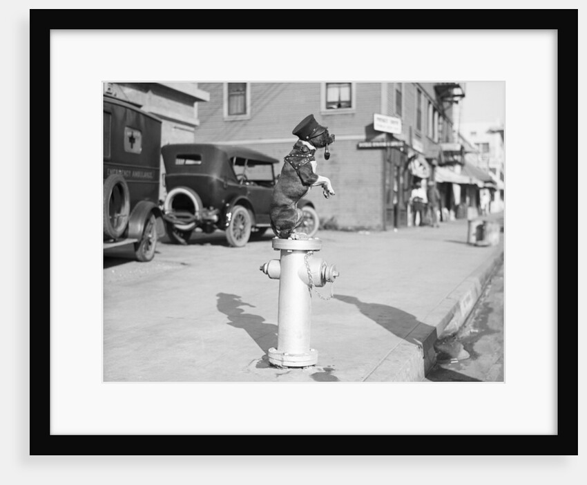 Dog Seated on Fire Hydrant by Anonymous