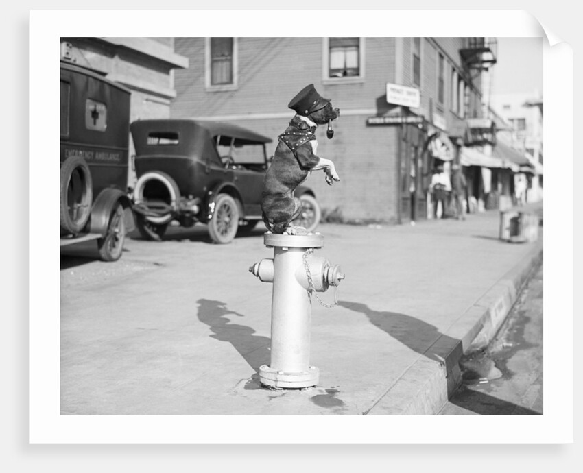 Dog Seated on Fire Hydrant by Anonymous