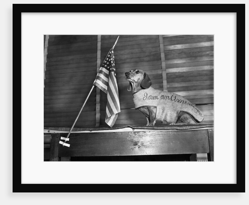 Dachshund Looking At American Flag by Anonymous