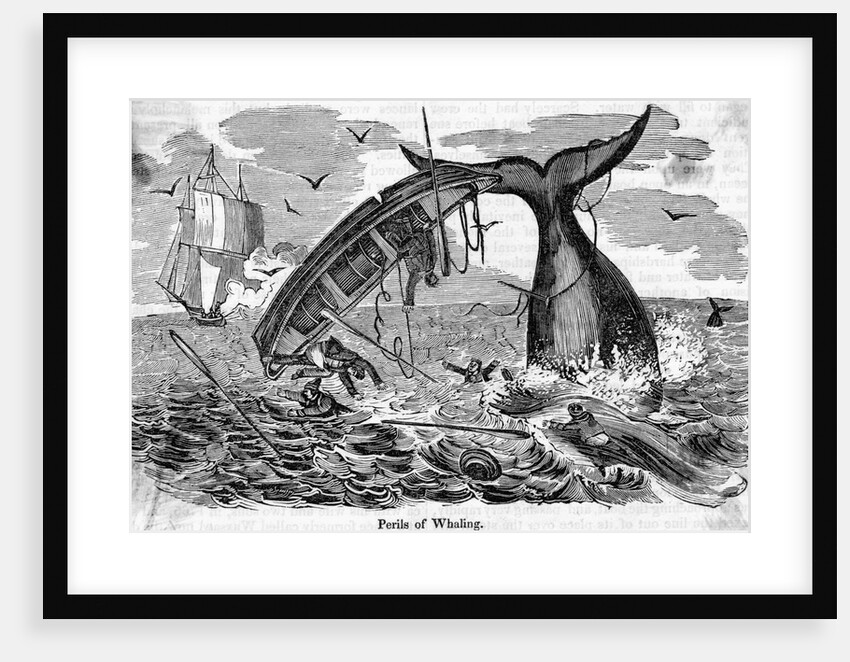 The Perils Of Whaling Boat Overturned by Anonymous