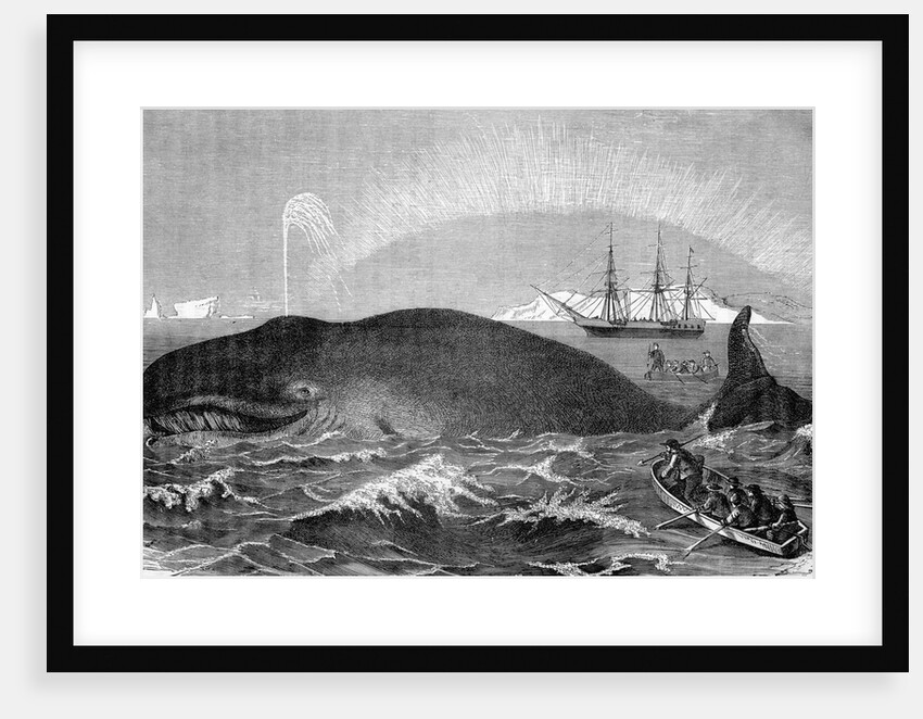 Illustration of Men Attacking Whale with Hand Harpoon by Anonymous