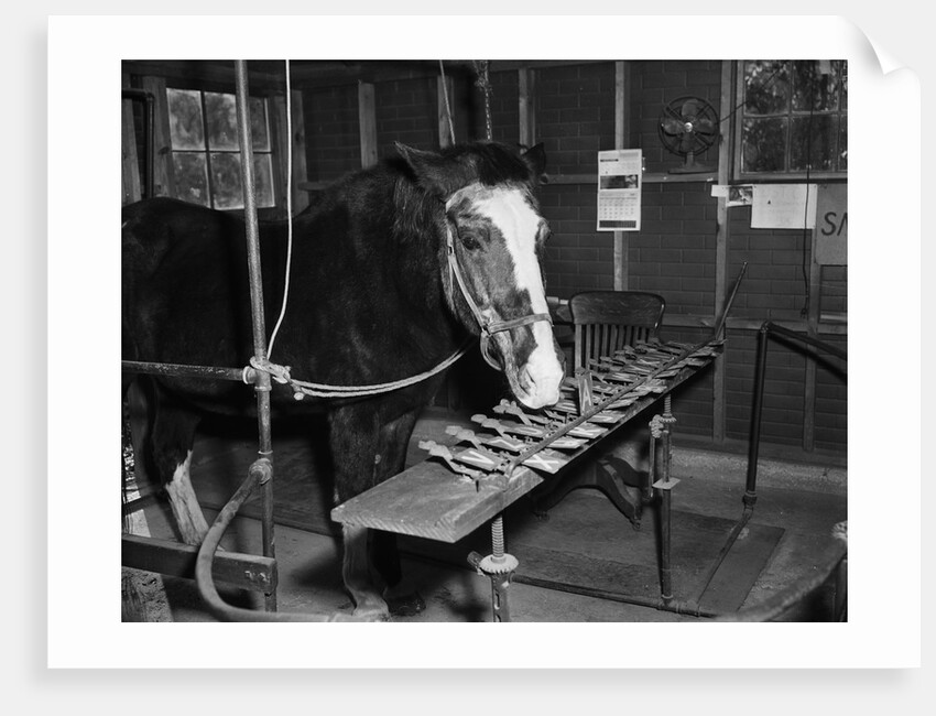 Lady Wonder The "Talking Horse" by Anonymous