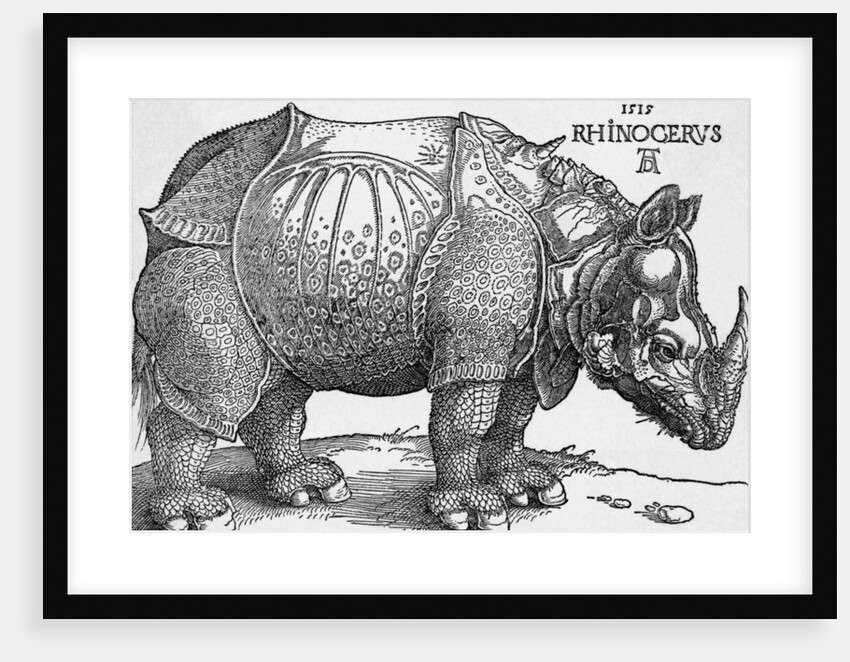 Rhinoceros by Albrecht Dürer
