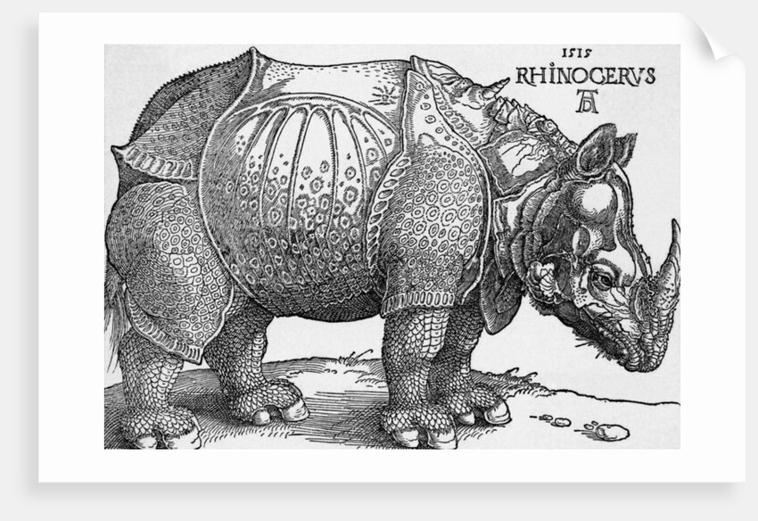 Rhinoceros by Albrecht Dürer