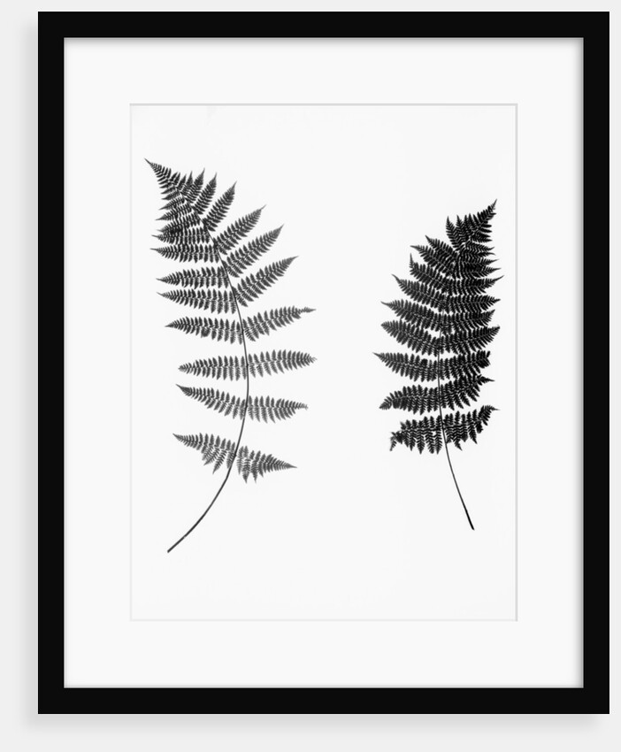 Photographic Study Of Fern Leaves by Anonymous