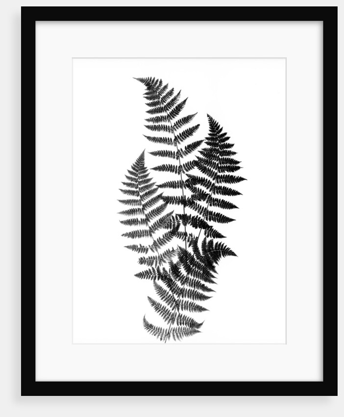 Photographic Study Of Fern Leaves by Anonymous