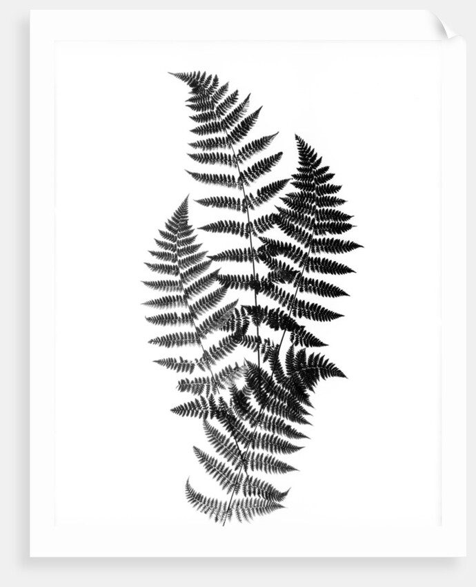 Photographic Study Of Fern Leaves by Anonymous