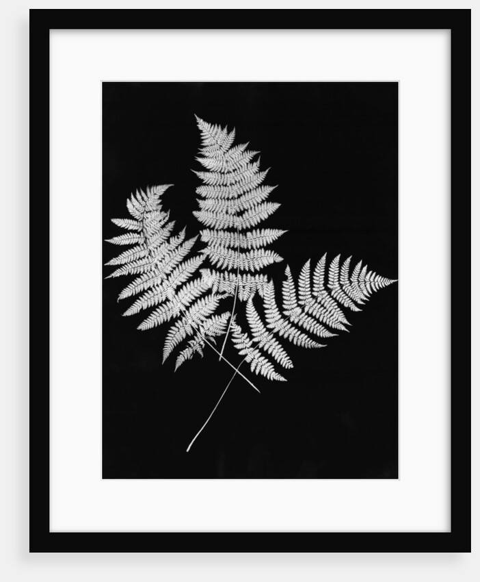 Photographic Study Of Fern Leaves by Anonymous