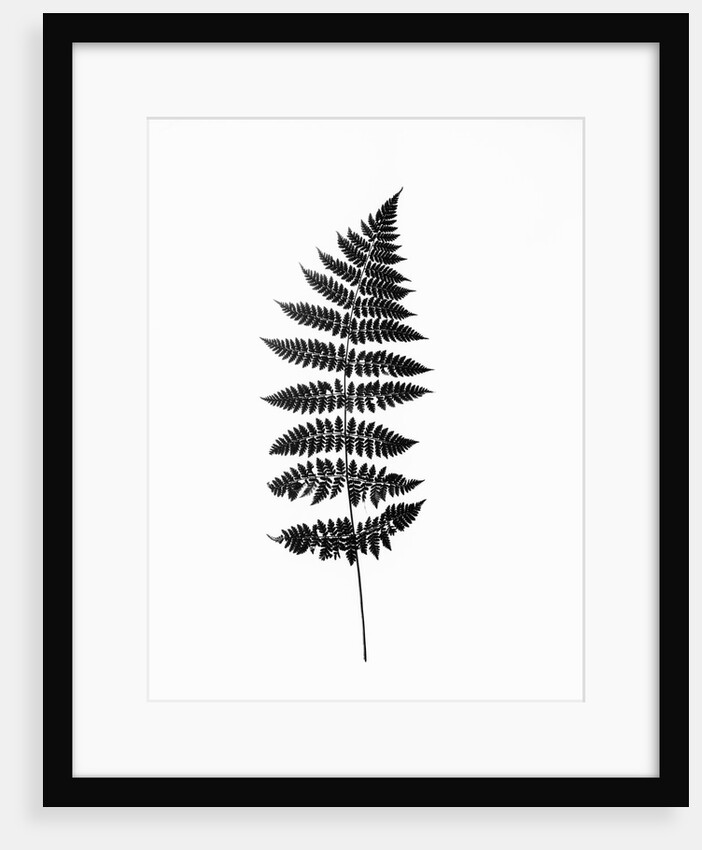 Photographic Study Of Fern Leaves by Anonymous